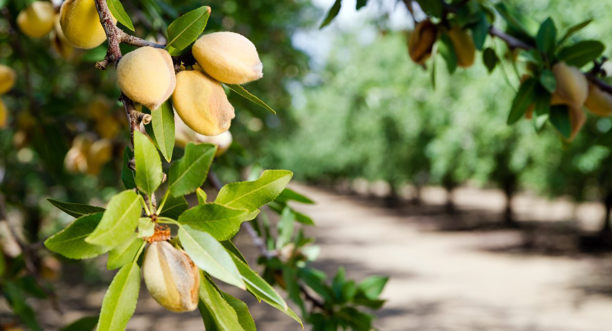 Almonds on a tree: immunity boosting plant-based diet